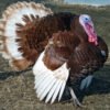 Adult turkey