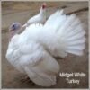 Midget White Heritage Turkey