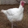 White Holland Turkey