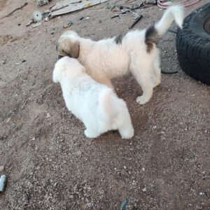 April 2026 LGD Litter Reserve