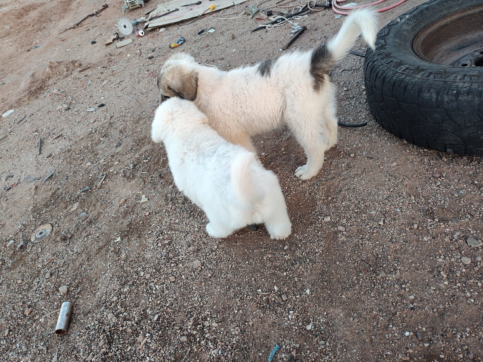 April 2026 LGD Litter Reserve