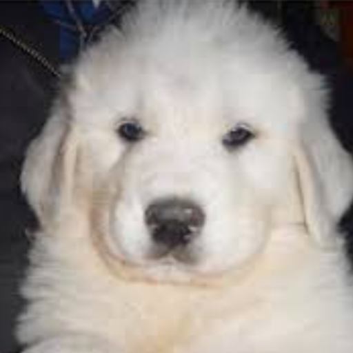 TGIA Farms Livestock Guardian Dog Pup